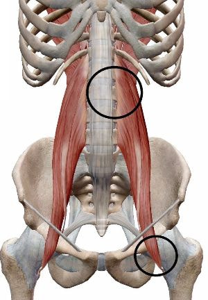 腰中央から股関節に関わる筋肉の特定