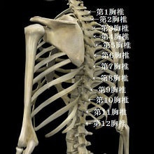肋間神経痛の原因となる胸椎
