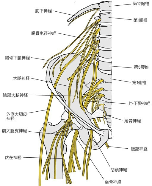 坐骨神経痛の原因となる腰神経叢の解剖図